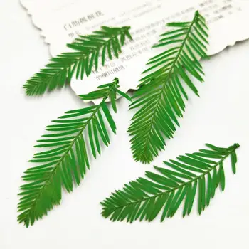 100buc Presate Uscat Verde 3-5cm Cedrus Deodara Frunze de Plante Ierbar Pentru Bijuterii carte Poștală Telefon Caz Foto Carte de Invitație DIY