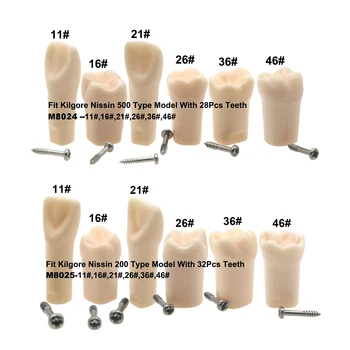 Kilgore Nissin 200 / 500 Tip 6Pcs Dentare Practică Standard Screw-in de Înlocuire Dinți Model Typodont 11# 16# 21# 26# 36# 46#
